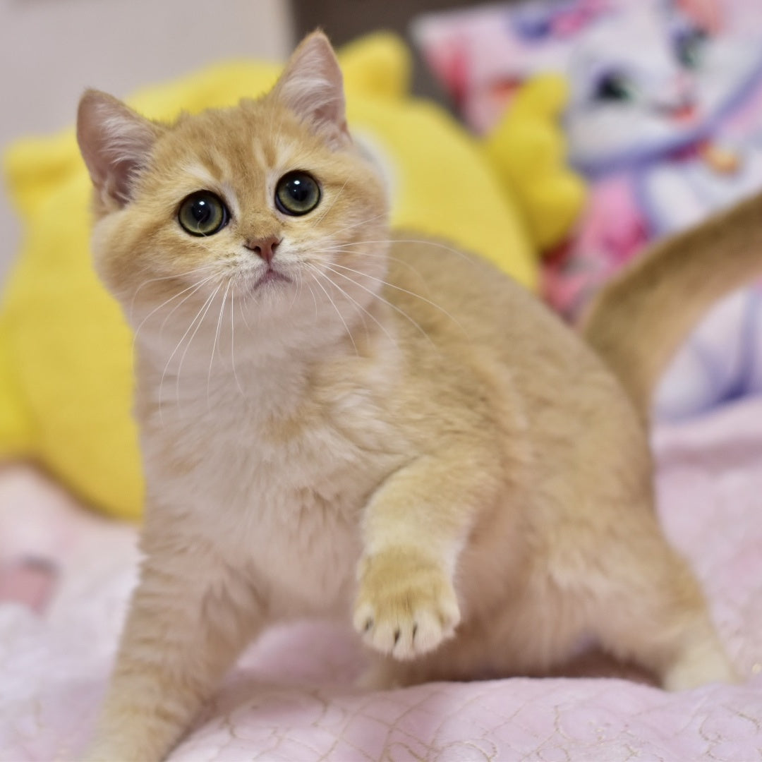 Irwin British Shorthair male, black golden shaded
