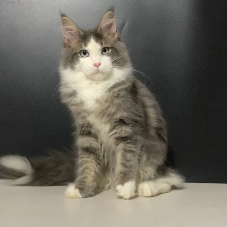Quinella Maine Coon female, blue bicolour tabby