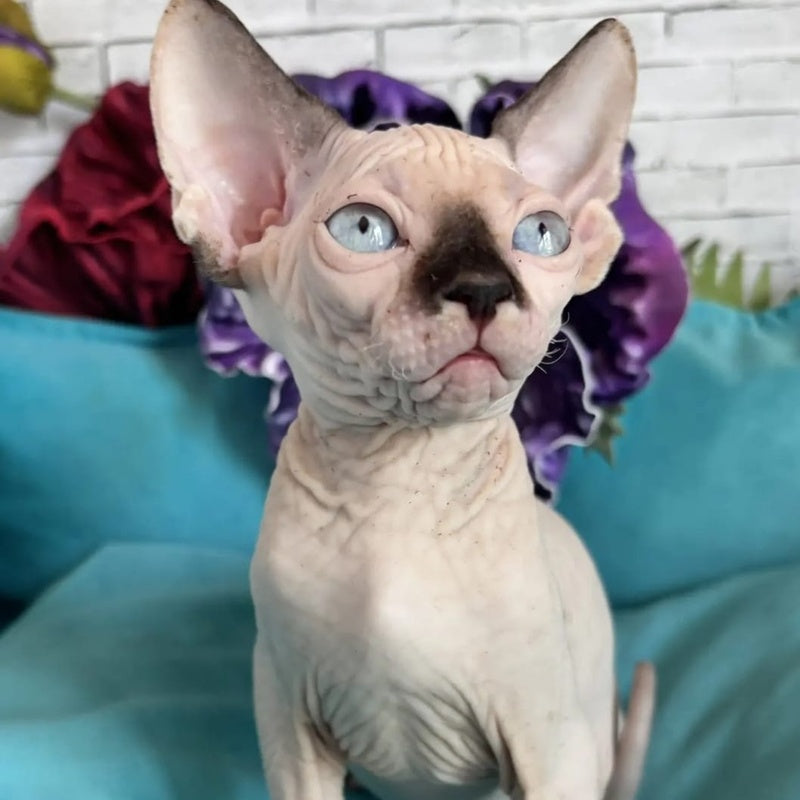 Bagrat Canadian Sphynx male, black pointed bicolour