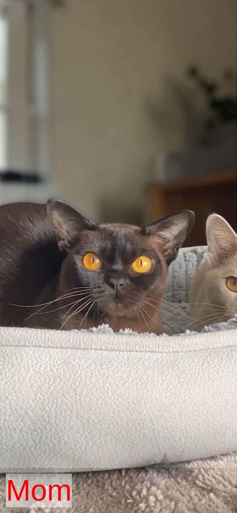 Unika Burmese female black - live animals