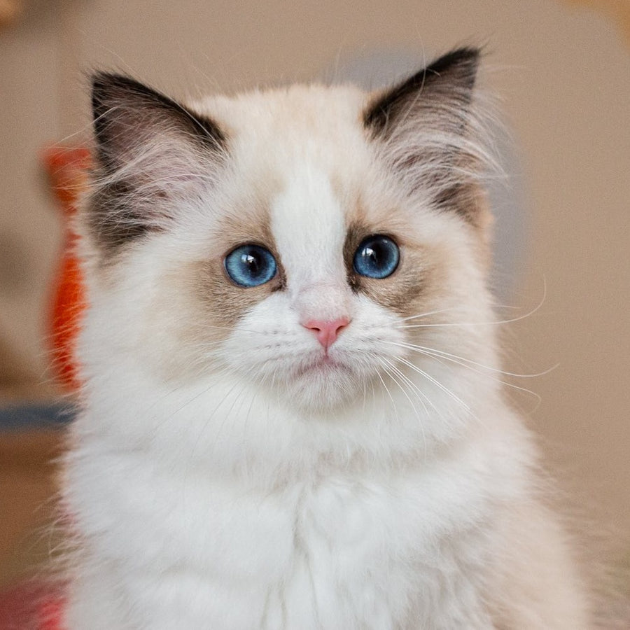 Valencia Ragdoll female, seal bicolour