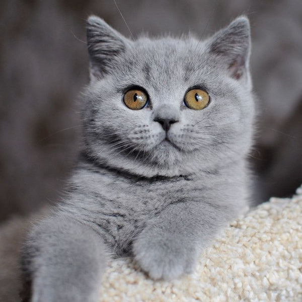 Teguila British Shorthair female, blue