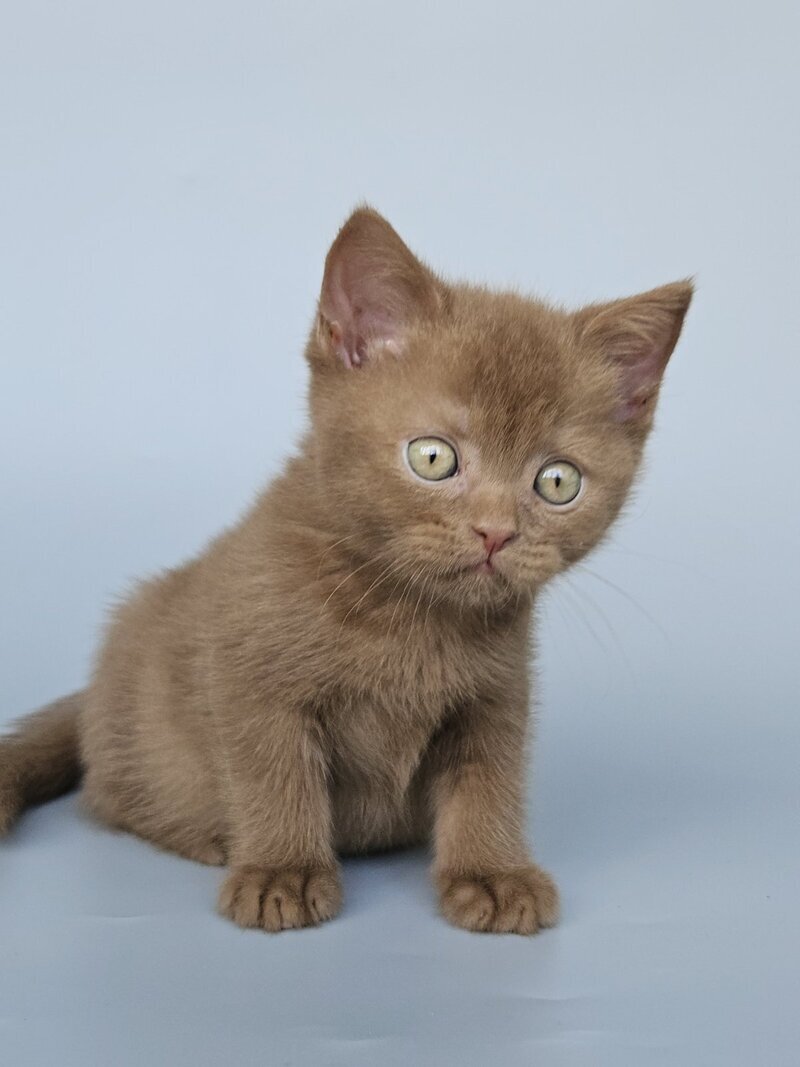Atlas British Shorthair male, cinnamon