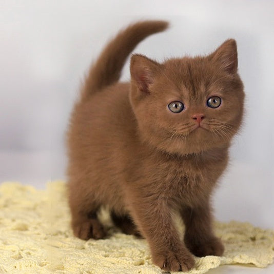 Martin British Shorthair male, cinnamon