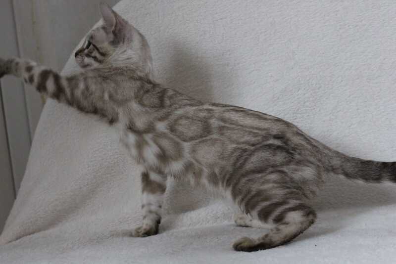 Vakula Bengal female, black spotted tabby pointed