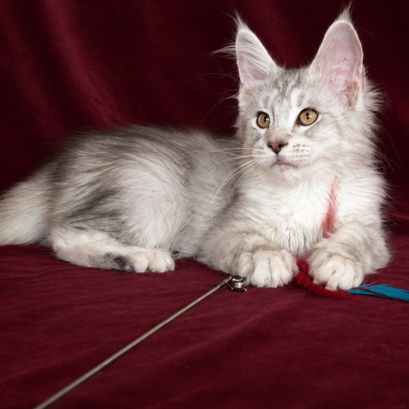 Iverson Maine Coon male, black silver ticked tabby