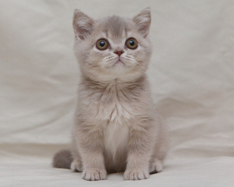 Nyasha British Shorthair female, lilac ticked tabby