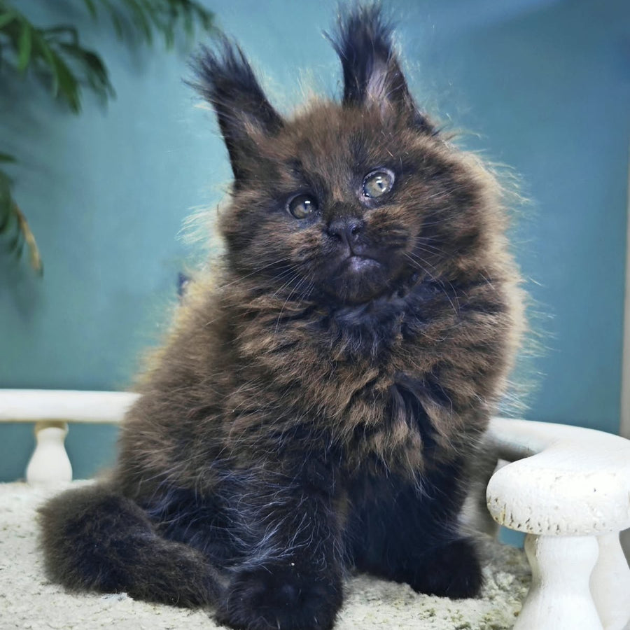 Grindelwald Maine Coon male, black