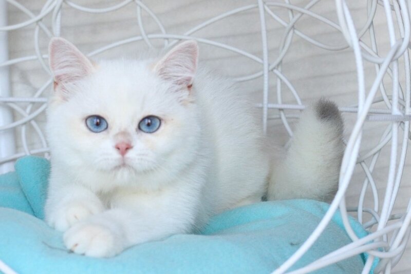 Battina British Shorthair female, blue golden shaded pointed