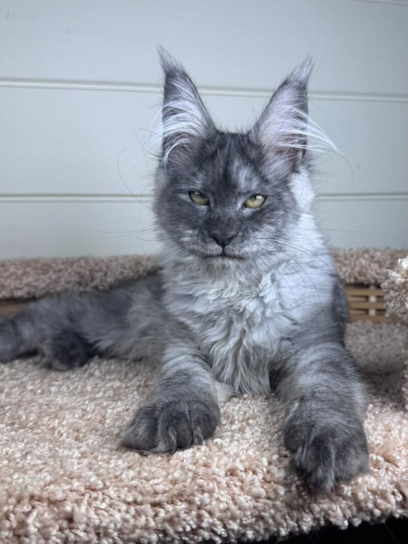 Vanessa Maine Coon female black silver - live animals