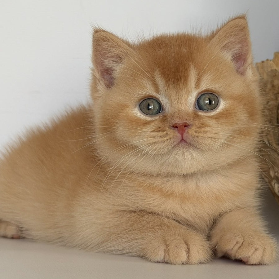 Gio British Shorthair male, red