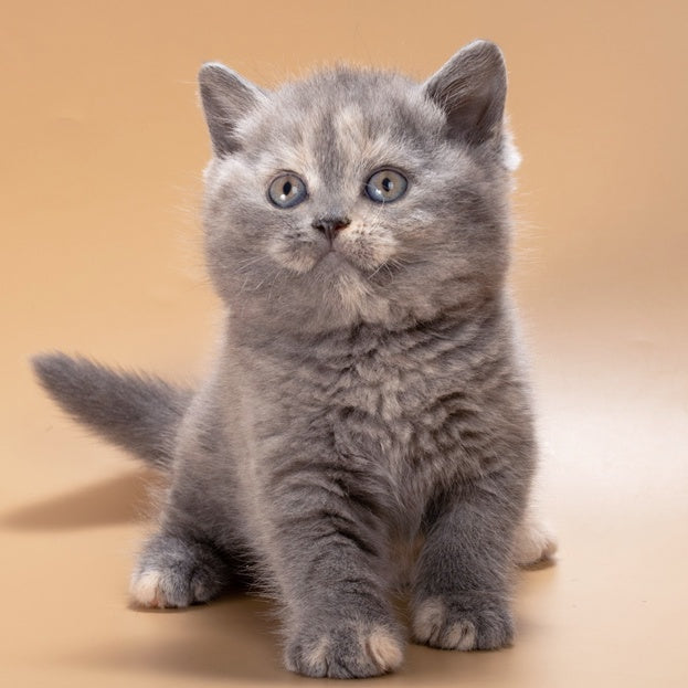 Rachel British Shorthair female, blue tortie