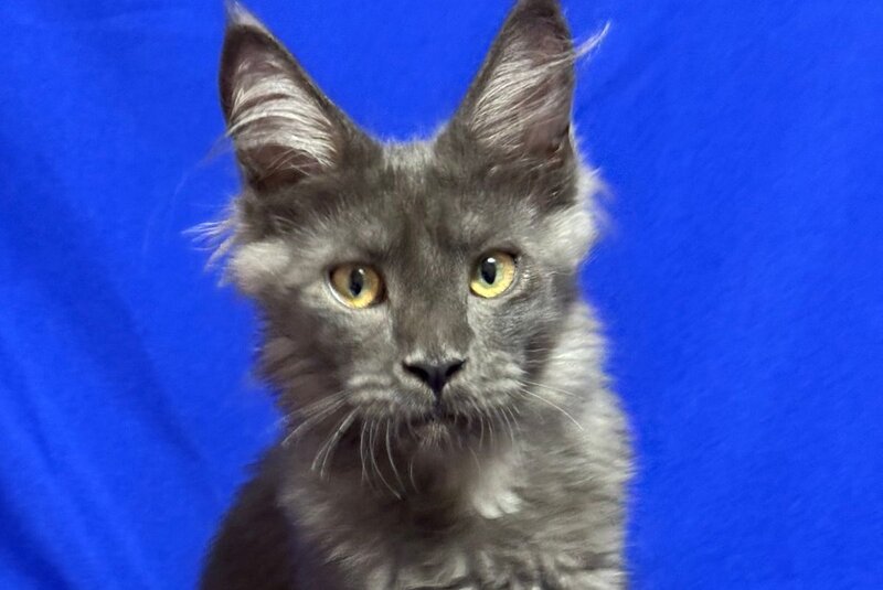 Betty Maine Coon female, blue with white
