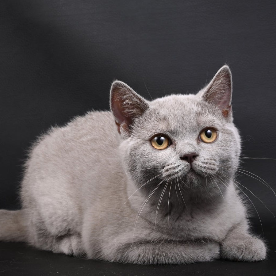 Enigma British Shorthair female, lilac