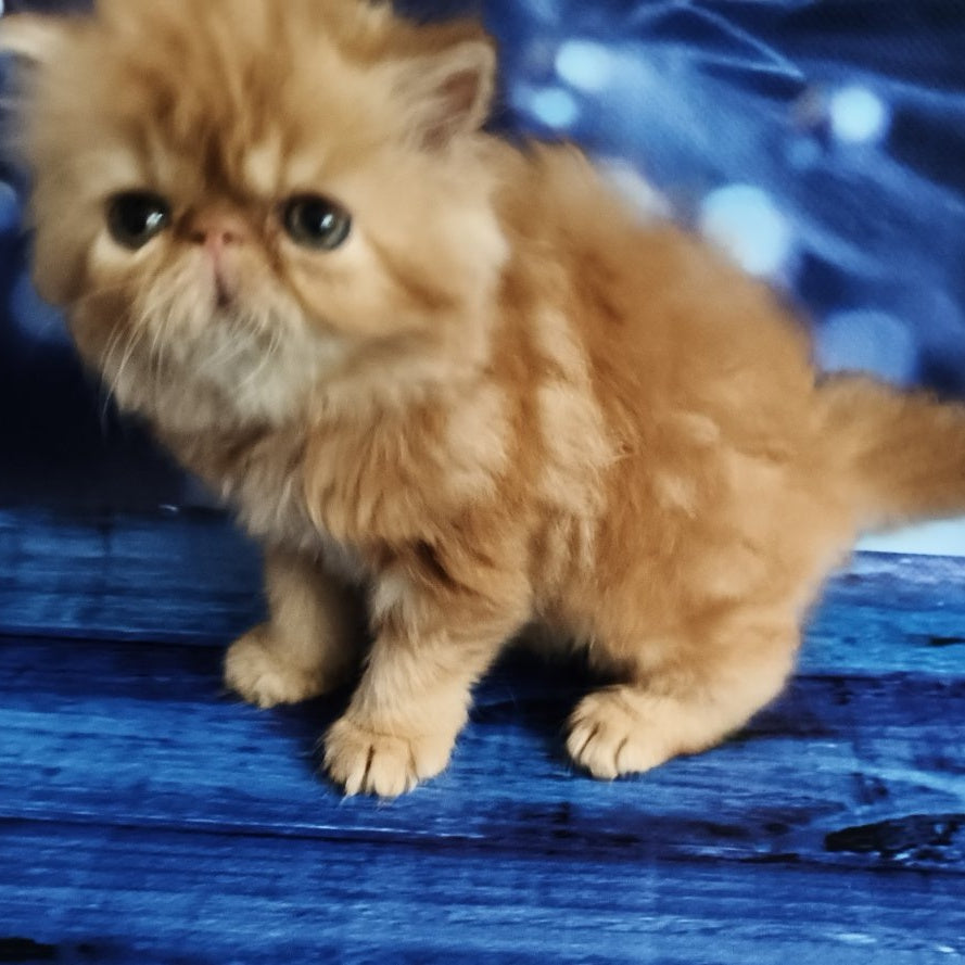 Simona Persian female, red tabby