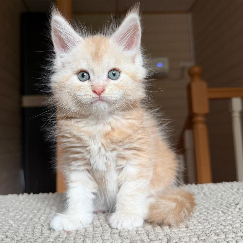 Champ Maine Coon male, red silver tabby
