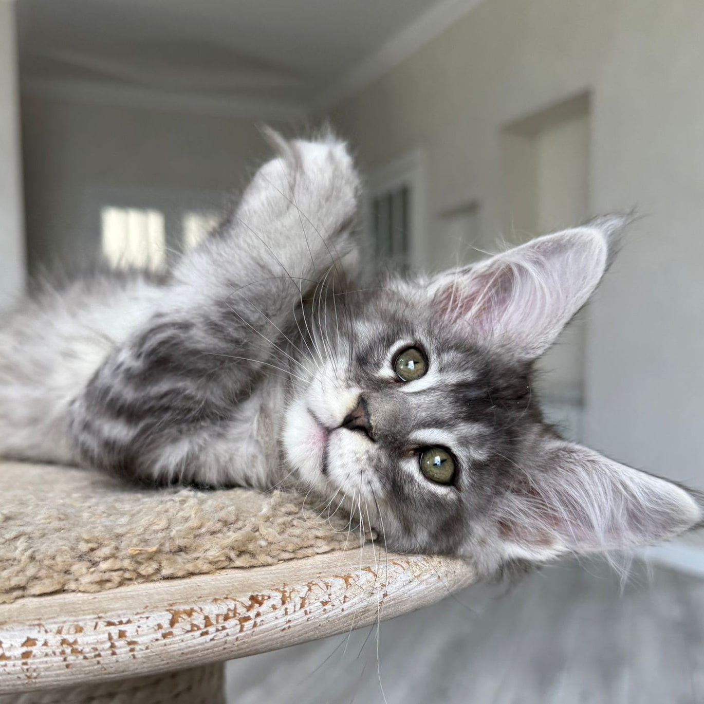 Jackpot Maine Coon male, black silver ticked tabby