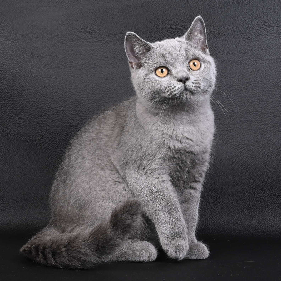 Earl Grey British Shorthair male, blue
