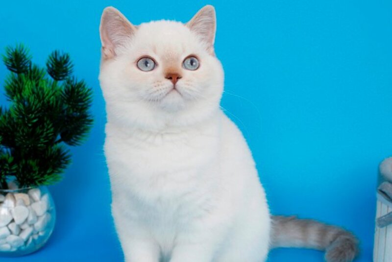 Reya British Shorthair female, lilac silver tabby pointed