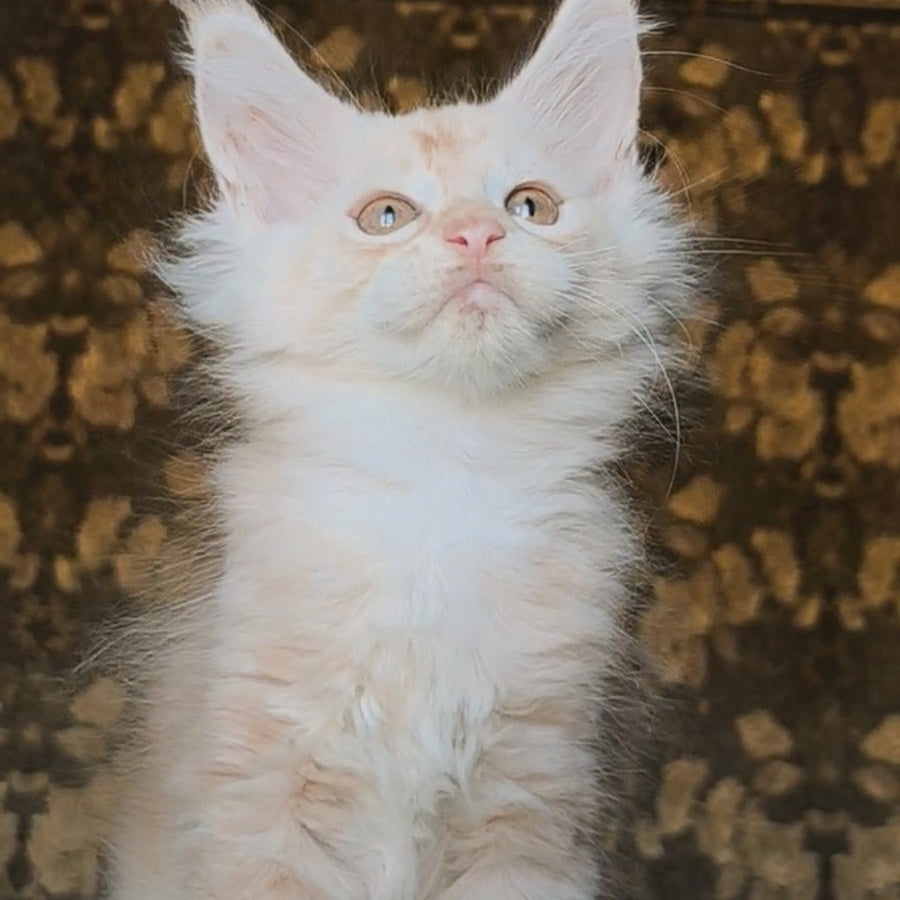 Ilyusha Maine Coon male, cream silver tabby