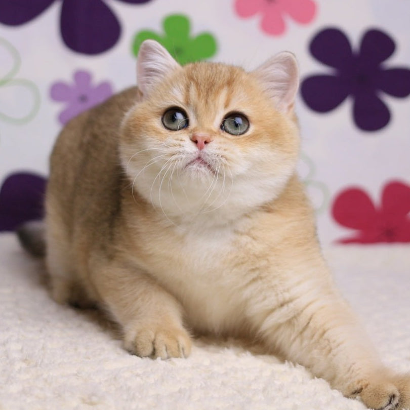 Taya British Shorthair female, black golden shaded