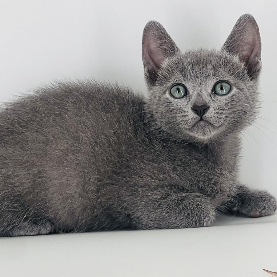 Aster Russian Blue male, blue
