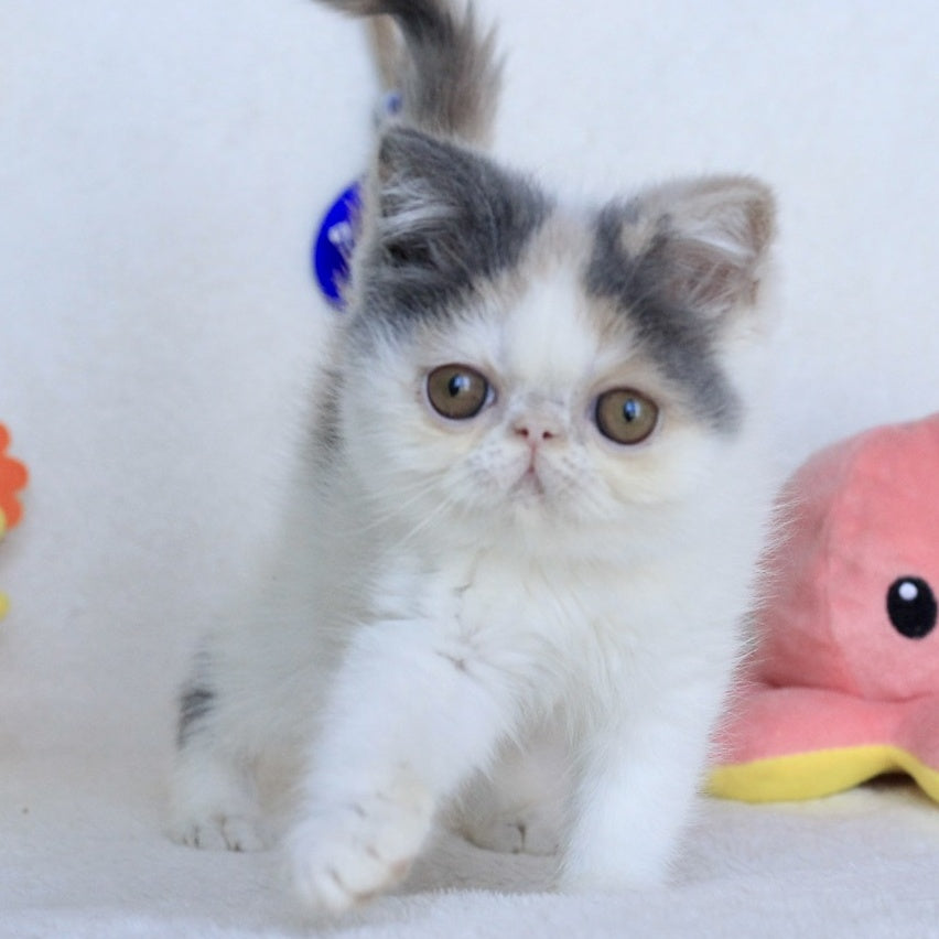 Yasia Persian female, blue tortie bicolour