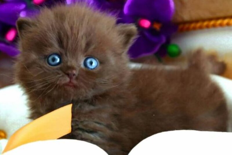 Stream British Longhair male, chocolate