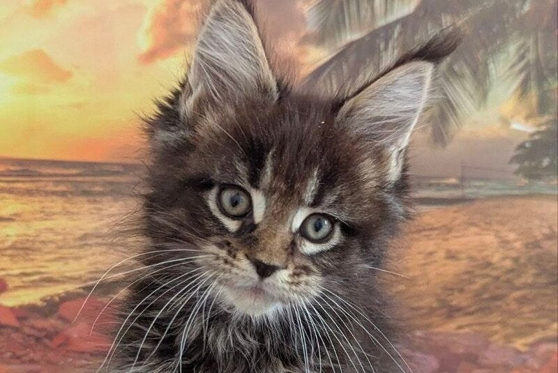 Odilia Maine Coon female black tabby live animals