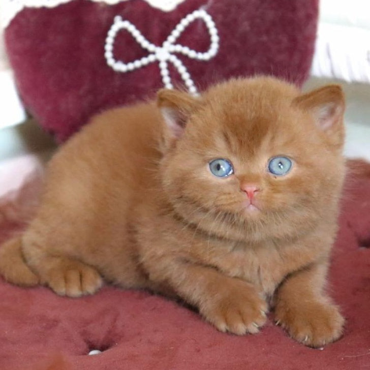 Redmy British Shorthair female, cinnamon