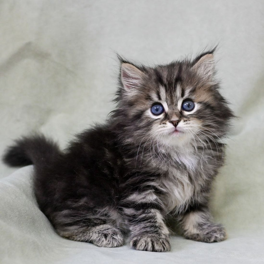 Leo Siberian male, black tabby