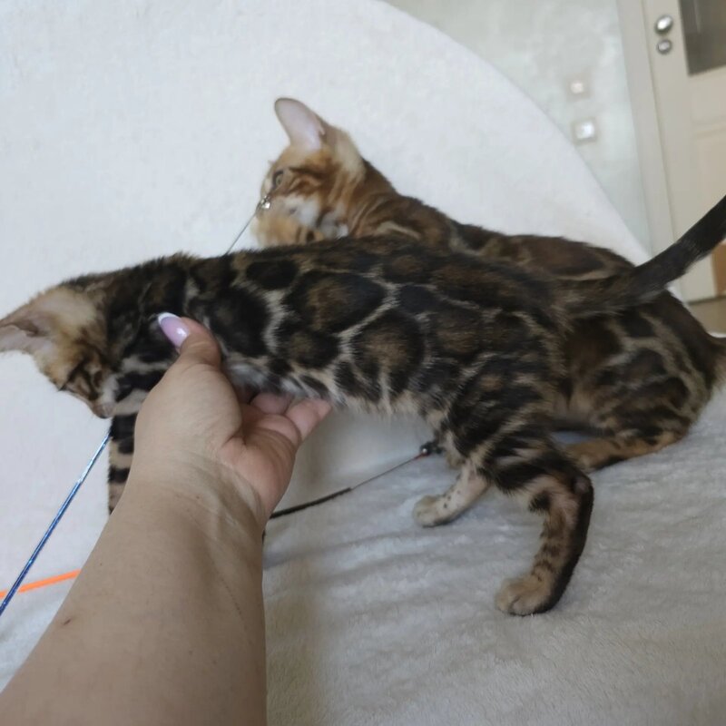 Тomagochi Bengal male black spotted tabby - live animals