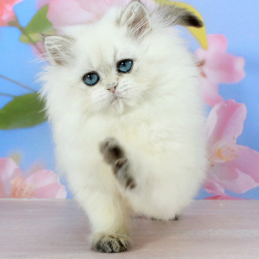 Sherry British Shorthair female, black golden shaded