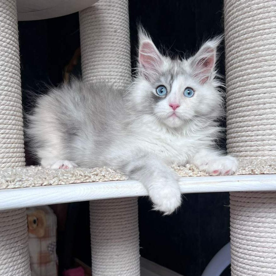 Nino Maine Coon female, black tortie silver bicolour