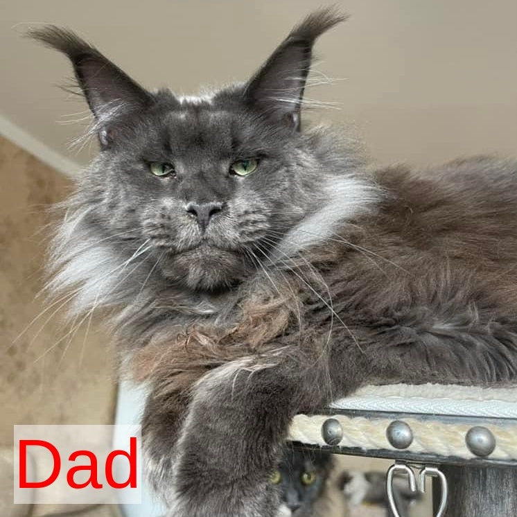 Joli Maine Coon female, black