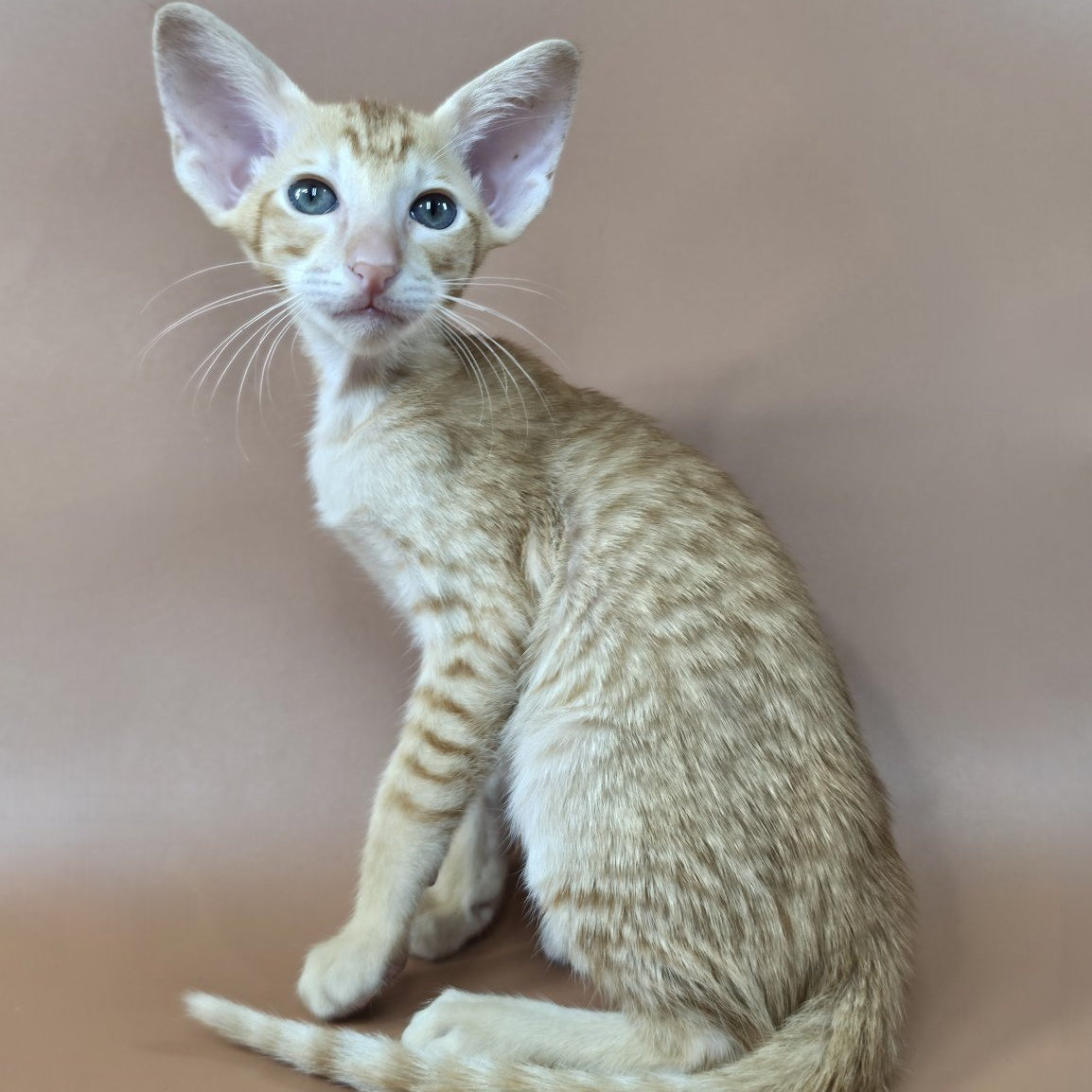 Khepri Oriental Shorthair male, red spotted tabby