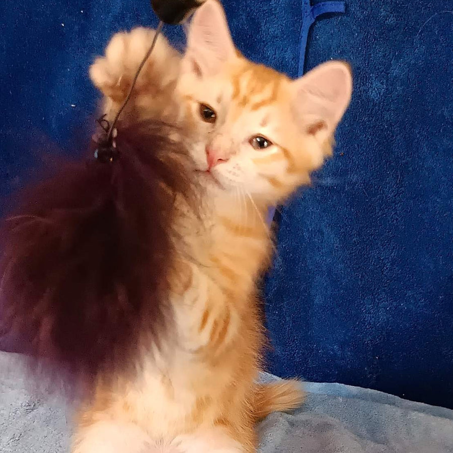 Еlvis Siberian male, red tabby