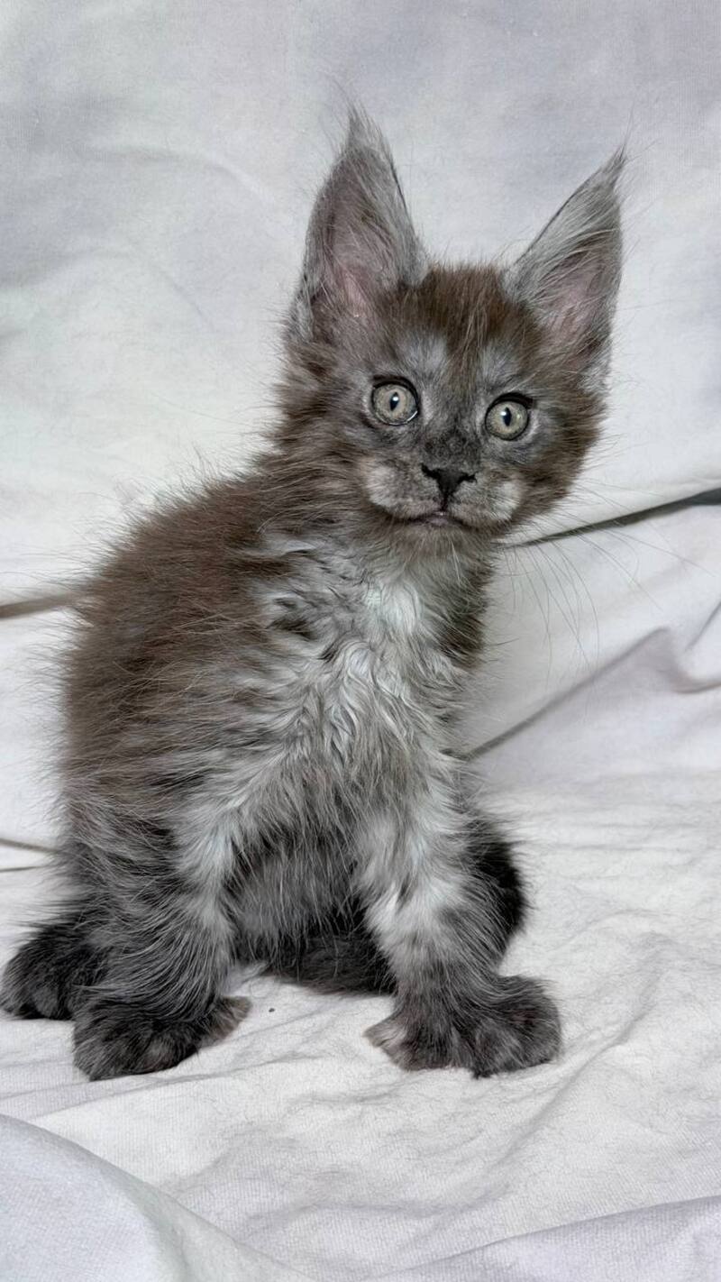 Ice Maine Coon polydactyl male, black silver with white