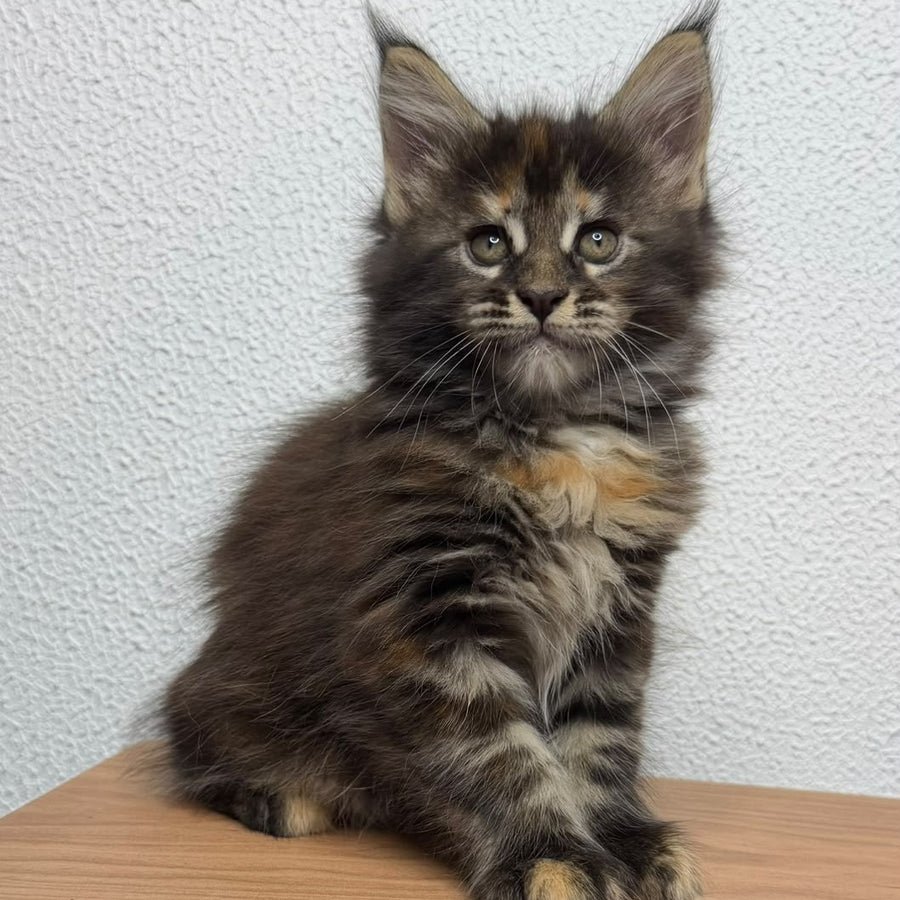 Bernadette Maine Coon female, black tortie tabby