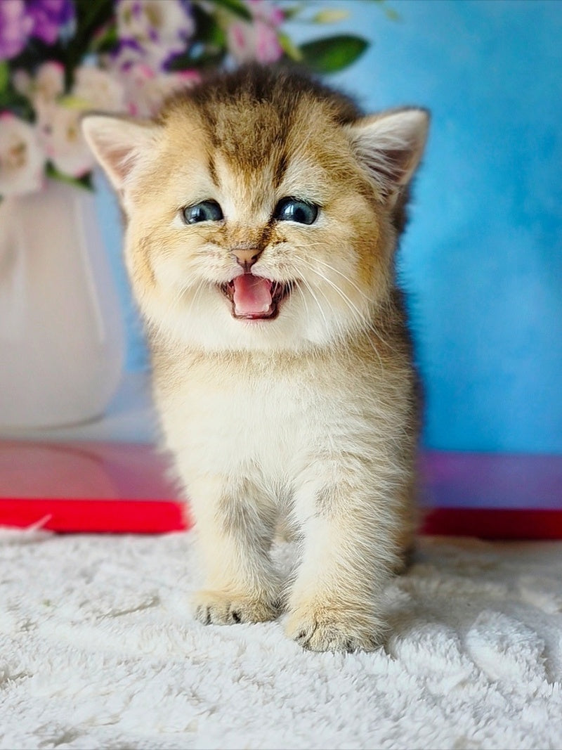 Barbie Scottish Straight female, black golden ticked tabby