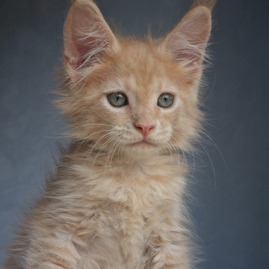Paul Maine Coon male, cream