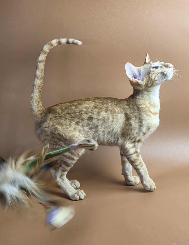 Uvar Oriental Shorthair male, red