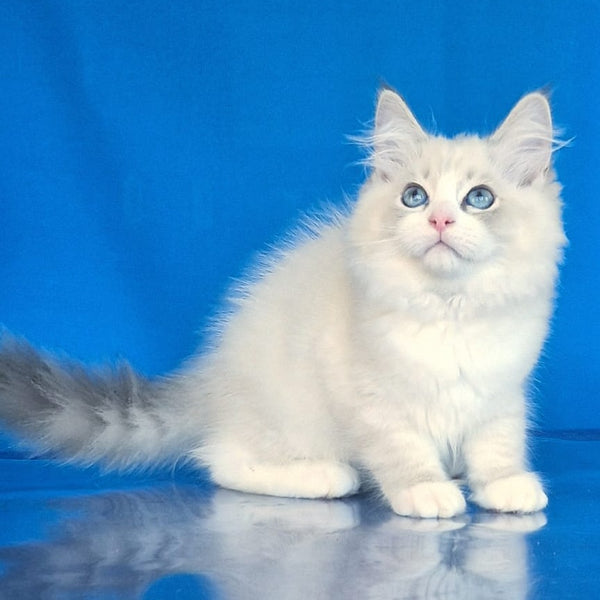 Endy Siberian male, blue bicolour tabby pointed
