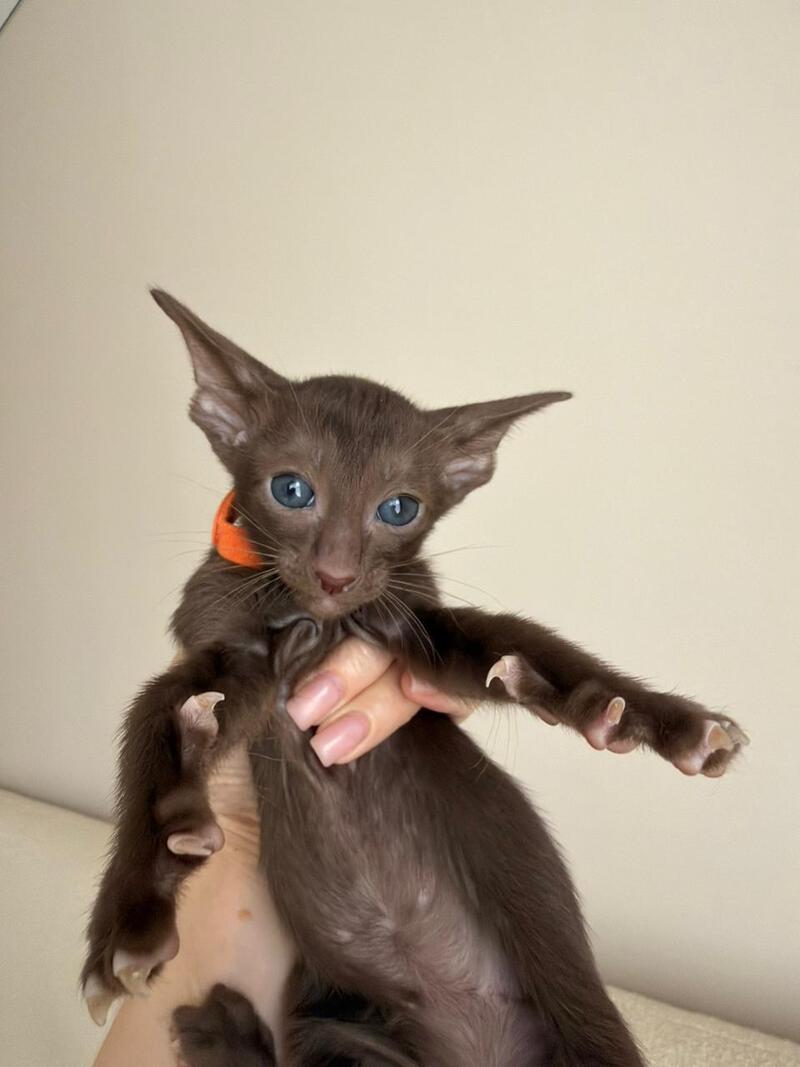 Aurora Oriental Shorthair female chocolate - live animals