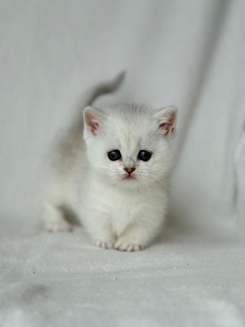Zipa Munchkin female black silver ticked tabby - live animals