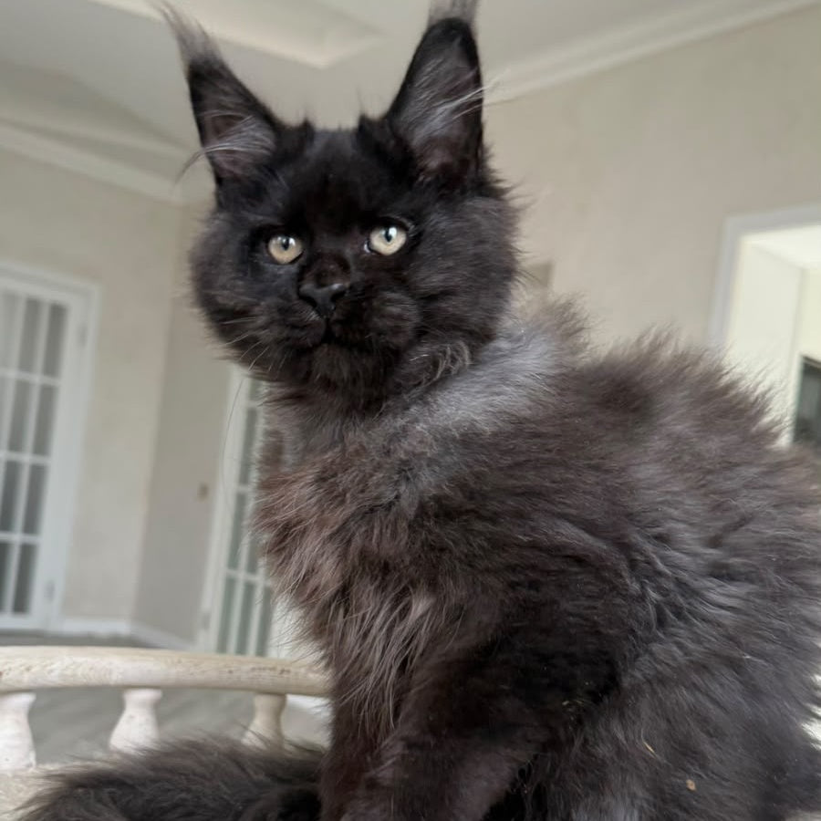 Tibet Maine Coon male, black silver