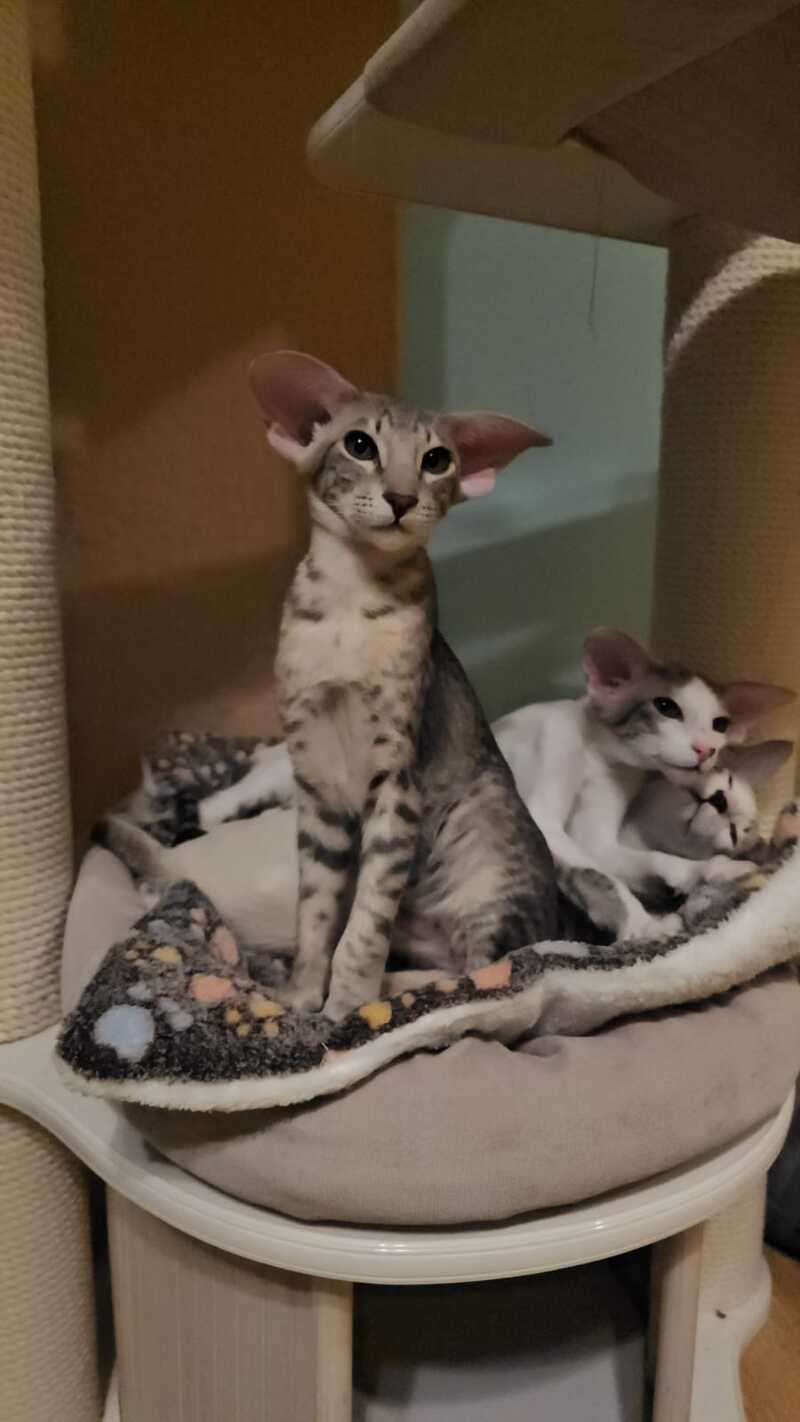 Richard Oriental Shorthair male blue spotted tabby - live animals
