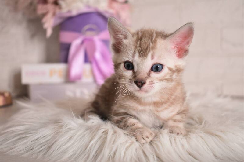 Kisa Bengal female snow mink - live animals