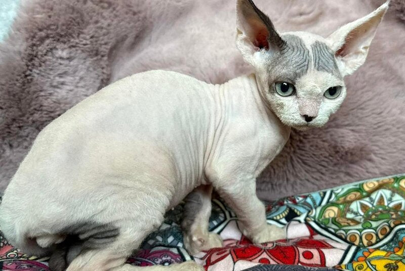 Van Devon Rex male, black harlequin