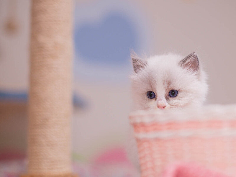 Winnie Ragdoll female, blue bicolour